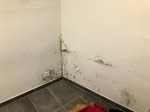 moisissures visibles